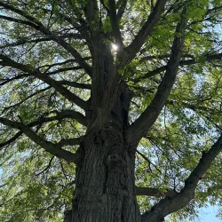 Clarinda Skate Park - Clarinda
