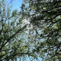 Clarinda Skate Park - Clarinda