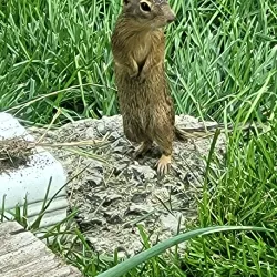 Clinton Farmers Market - Clinton