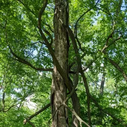 Schuetzen Park - Davenport