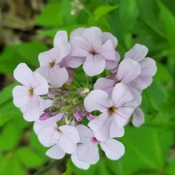 Schuetzen Park - Davenport