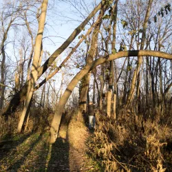 Schuetzen Park - Davenport