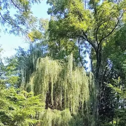 Schuetzen Park - Davenport