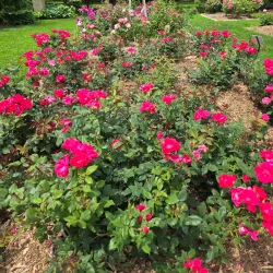 Vander Veer Botanical Park - Davenport