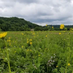 Decorah Prairie State Preserve - Decorah