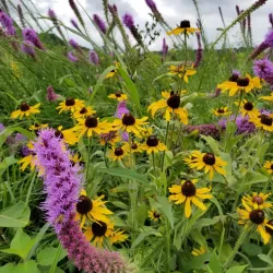 Decorah Prairie State Preserve - Decorah