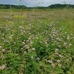 Decorah Prairie State Preserve - Decorah