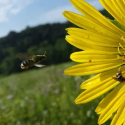 Decorah Prairie State Preserve - Decorah