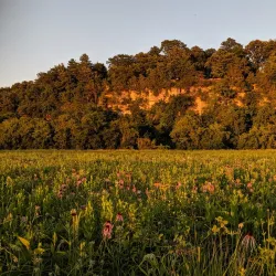 Decorah Prairie State Preserve - Decorah