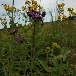 Decorah Prairie State Preserve - Decorah