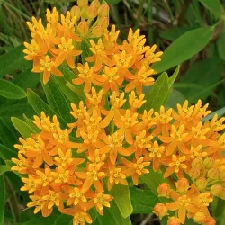 Decorah Prairie State Preserve - Decorah