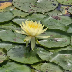 Greater Des Moines Botanical Garden - Des Moines