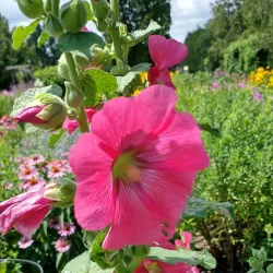Dubuque Arboretum & Botanical Gardens - Dubuque
