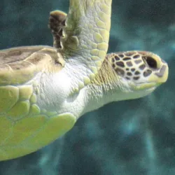 National Mississippi River Museum & Aquarium - Dubuque