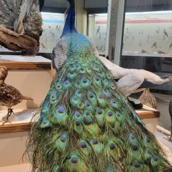 Museum of Natural History - Iowa City