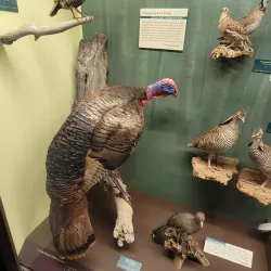 Museum of Natural History - Iowa City