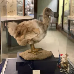 Museum of Natural History - Iowa City