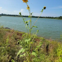 Terry Trueblood Recreation Area - Iowa City