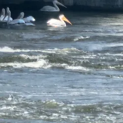 Lake Red Rock - Knoxville