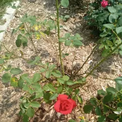 Grandview Park - Sioux City