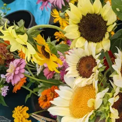 Sioux City Farmers Market - Sioux City
