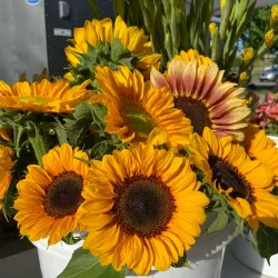 Sioux City Farmers Market - Sioux City