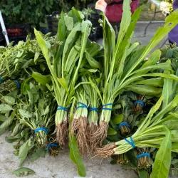 Urbandale Farmers Market - Urbandale