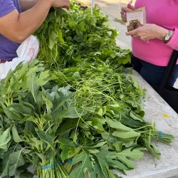 Urbandale Farmers Market - Urbandale