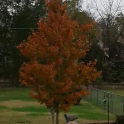 Downtown Chanute - Chanute