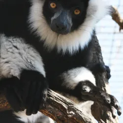 David Traylor Zoo of Emporia - Emporia