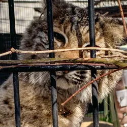 David Traylor Zoo of Emporia - Emporia