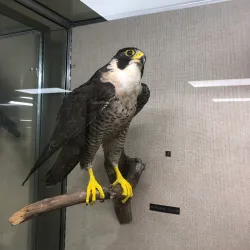 Emporia Historical Museum - Emporia