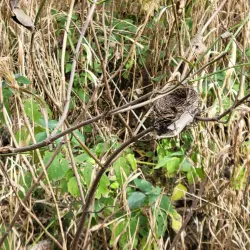 Neosho River Trail - Emporia