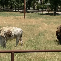 Fort Hays State Historic Site - Hays