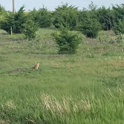Prairie Dog Creek Trail - Hays