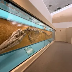 Sternberg Museum of Natural History - Hays