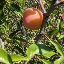 Prairie Trails - Howard