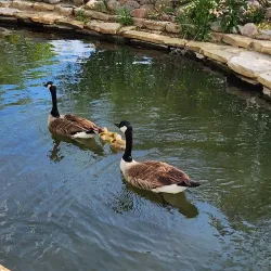 Carey Park - Hutchinson