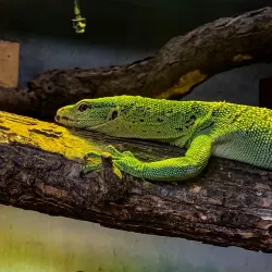 Hutchinson Zoo - Hutchinson