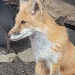 Hutchinson Zoo - Hutchinson