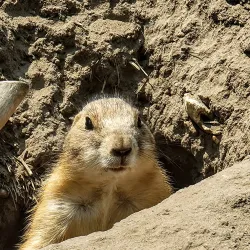 Hutchinson Zoo - Hutchinson