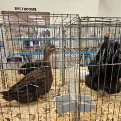 Kansas State Fairgrounds - Hutchinson