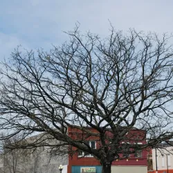 Iola Farmers Market - Iola