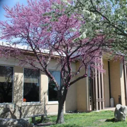 Iola Public Library - Iola