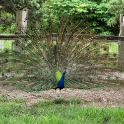 Sunset Zoo - Junction City