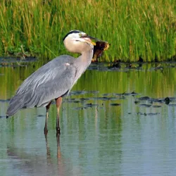 Baker Wetlands - Lawrence