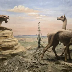 KU Natural History Museum - Lawrence