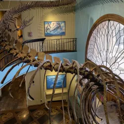 KU Natural History Museum - Lawrence