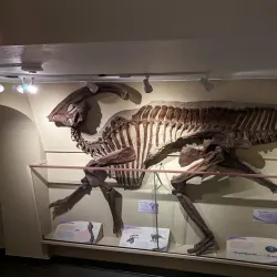 KU Natural History Museum - Lawrence