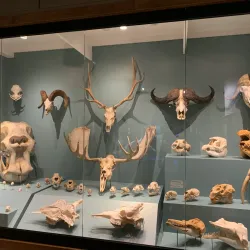 KU Natural History Museum - Lawrence